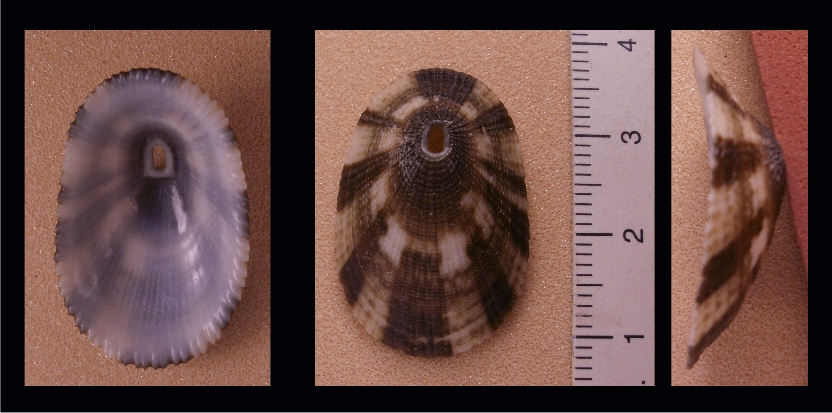 Un aiuto nell'' identificazione di un fissurellidae